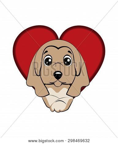 Afghan Hound Breed. Dog Came Out Of A Hole