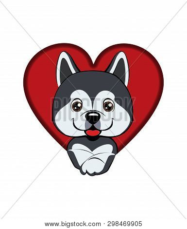Dog Alaskan Malamute. Dog Came Out Of A Hole