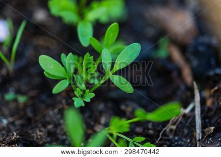 Small Spring sprout in horticultural farm. Concept of a green life.  Ecology and environment background.