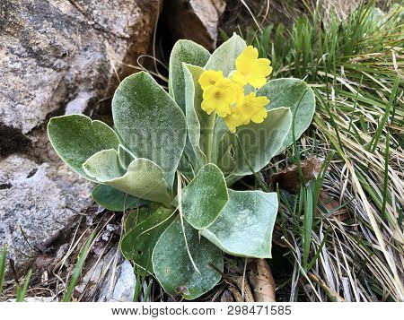 Mountain Cowslip (primula Auricula), Auricula, Bears Ear, Die Aurikel Or Alpenaurikel - Canton Of Ap