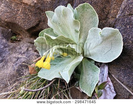 Mountain Cowslip (primula Auricula), Auricula, Bears Ear, Die Aurikel Or Alpenaurikel - Canton Of Ap