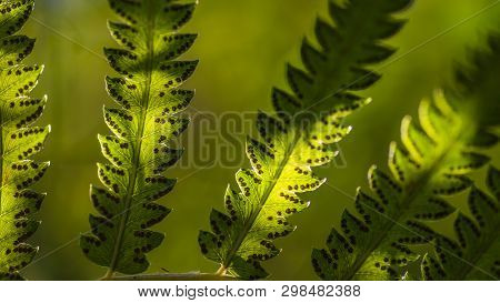 Close Up Fern Leaves And Its Spores With Green Forest Nature Background. Macro Shot Selective Focus.