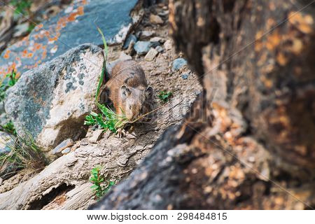 Pika Rodent On Stones In Highlands. Small Curious Animal On Colorful Rocky Hill. Little Fluffy Cute 