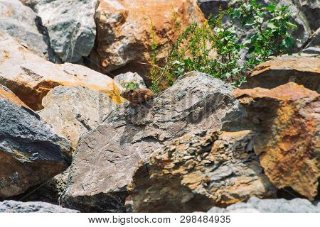 Pika Rodent On Stones In Highlands. Small Curious Animal On Colorful Rocky Hill. Little Fluffy Cute 