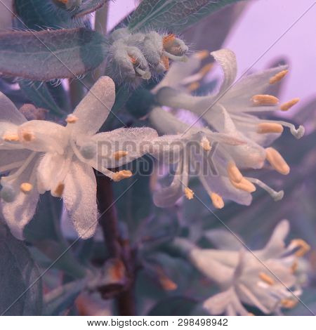 Flower Winter Honeysuckle Lonicera Fragrantissima Standishii . A Flower On The Beautiful Natural Bok