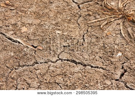 Dry Soil Of The Dried-up Reservoir With One Bush Of Seaweed And Cracks