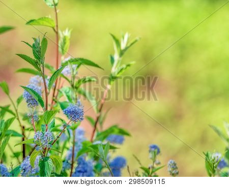 Close Up Scene With Natural Plant New Jersey Tea Ceanothus Americanus With Defocused Background.