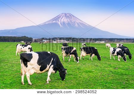 Cows Eating Lush Grass On The Green Field In Front Of Fuji Mountain, Japan.