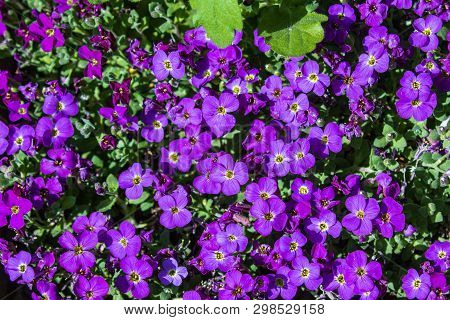 Aubretia Or Aubrieta Low Spreading Hardy Evergreen Perennial Flowering Plants With Multiple Dense Sm
