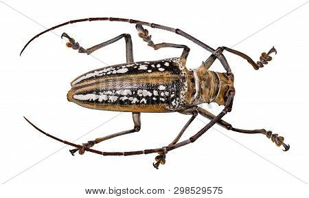 Beetle Batocera Wallacei In Frame Isolated On White Background.