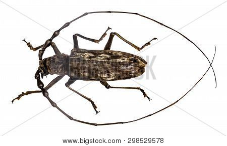 Beetle Batocera Wallacei In Frame Isolated On White Background.