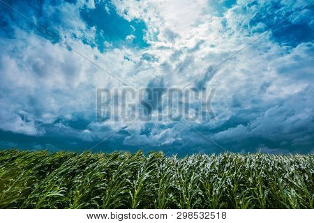 Windstorm In Maize Crop Field With Dramatic Stormy Clouds In Background