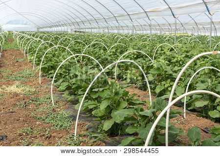 Young Plants Of Eggplants Vegetables Growing In Greenhouse Close Up