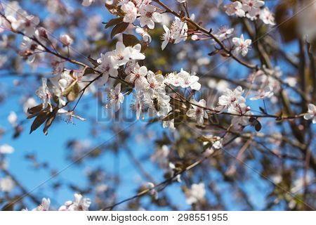 Cherry Plum Branches With White Flowers And Young Leaves, Spring Concept.