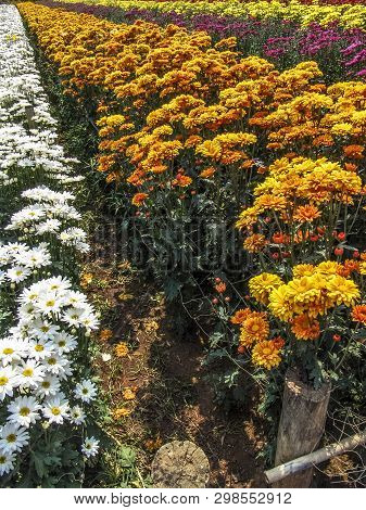 Field Of Perfect  Gerbera's In Beautiful Full Blossom In Holambra, Brazil