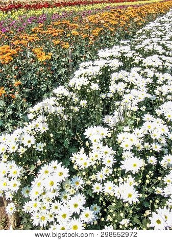 Field Of Perfect  Gerbera's In Beautiful Full Blossom In Holambra, Brazil
