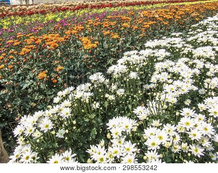 Field Of Perfect  Gerbera's In Beautiful Full Blossom In Holambra, Brazil