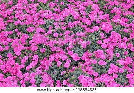 Background Of Plants With Small Flowers Called Kahori Or Dianthus Caryophyllus  In Spring