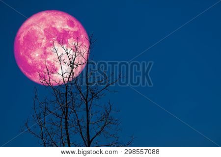 Super Corn Planting Moon Back Silhouette Dry Branch Tree