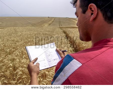Tibagi, Parana, Brazil, September 20, 2007. Agronomist Analyzing Plants In A Wheat Crop In Brazil