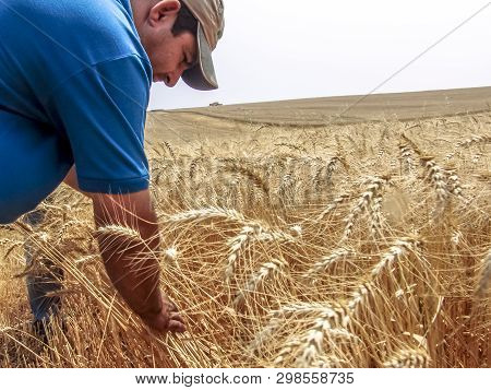 Tibagi, Parana, Brazil, September 20, 2007. Agronomist Analyzing Plants In A Wheat Crop In Brazil