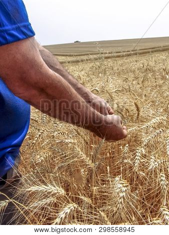 Tibagi, Parana, Brazil, September 20, 2007. Agronomist Analyzing Plants In A Wheat Crop In Brazil