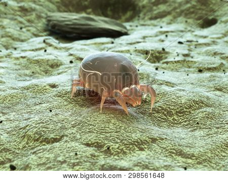 3d rendered medically accurate illustration of a dust mite