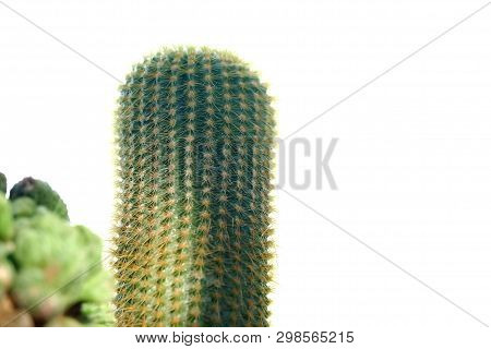 A Cactus Flower Growing In A Garden With Sun Light On White Isolated Background