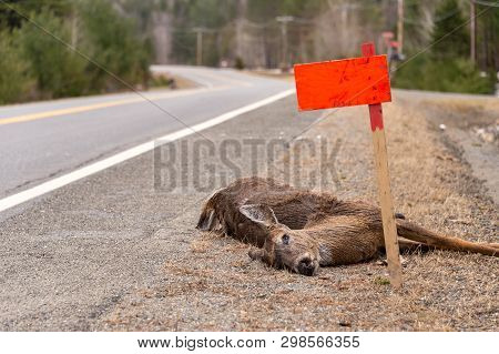 Dead White-tailed Deer Hit By A Car Lying On Roadside In Quebec, Canada