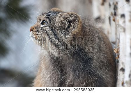 Pallas Cat (otocolobus Manul) Living In The Grasslands And Montane Steppes Of Central Asia. Portrait