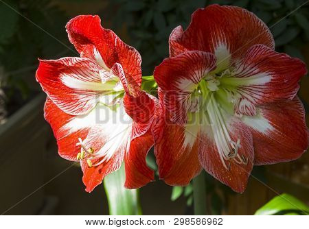 Blooming Red And White Hippeastrum (hippeastrum Hybridum)