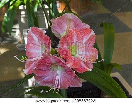 Blooming Red And White Hippeastrum  (hippeastrum Hybridum)
