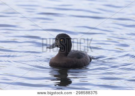 Female Tufted Duck (aythya Fuligula)
