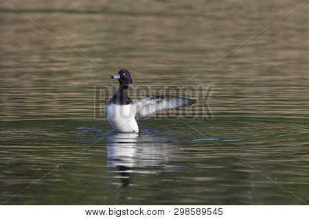 Male Tufted Duck (aythya Fuligula)