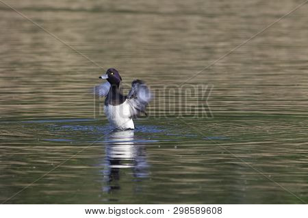 Male Tufted Duck (aythya Fuligula)