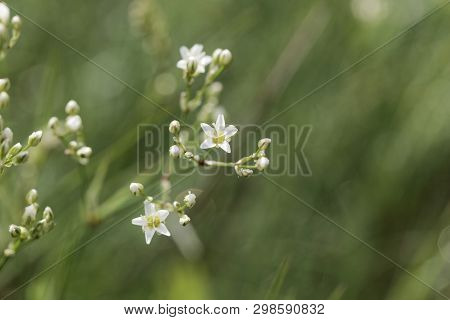 Thyme-leaf Sandwort, Arenaria Serpyllifolia