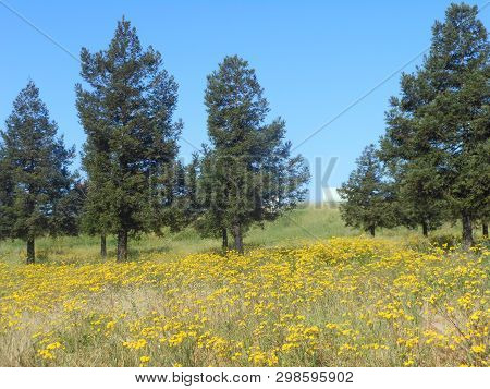 Field With Superbloom Of Mustard And Evergreen Trees