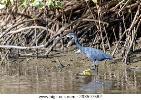 Black Heron Wading In Shallow Water , Egretta Ardesiaca
