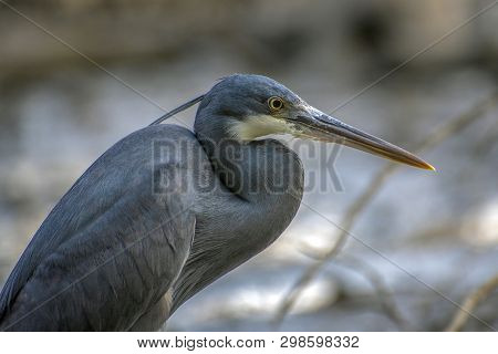 Black Heron - Portrait,close Up , Egretta Ardesiaca