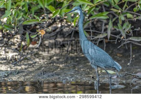 Black Heron Wading In Shallow Water , Egretta Ardesiaca