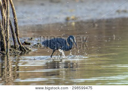Black Heron Wading In Shallow Water , Egretta Ardesiaca
