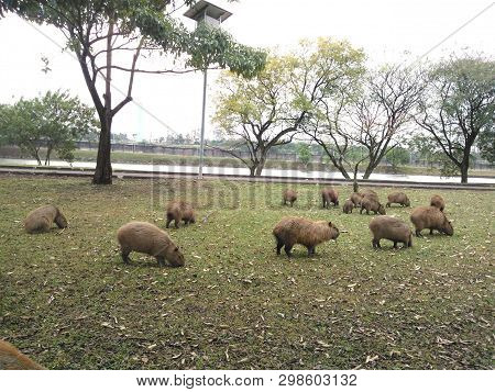 Group Of Capybaras Eat Grasses Near A River Located At A University Campus