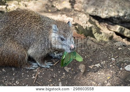 Cuban Tree Rat Or Hutia, Capromys Pilorides