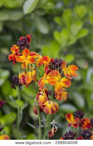 The Brightly Colored Spring Flowers Of Erysimum Cheiri (cheiranthus) Also Known As The Wallflower. V