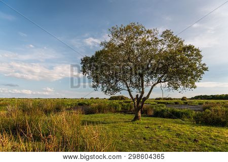 Lonely Tree In The Briere Marsh Area Near Breca (saint-lyphard, France) On A Sunny Day In Summer