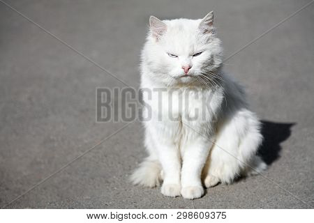 White Careless Rapid Cat Is Sitting Under Direct Sunlight. Copy Space For Text.