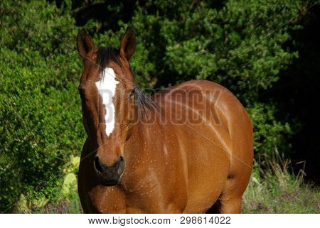 Bay Quarter Horse Standing In Wooded Pasture Looking Strajght Ahead
