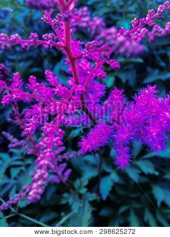 Gaden Flowers Blossom Pink Astilba Summer Plants