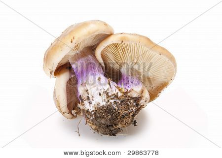 Dřevo Blewits.