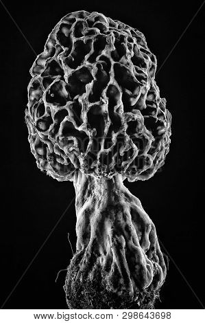 Morel Mushroom With Pronounced Texture Close-up On A White Background